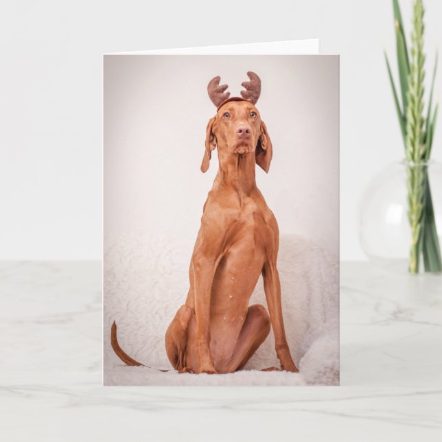 Xmas Card / Christmas Card "Magyar Vizsla" (Front)