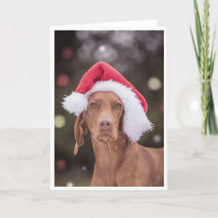 Xmas Card / Christmas Card "Magyar Vizsla"