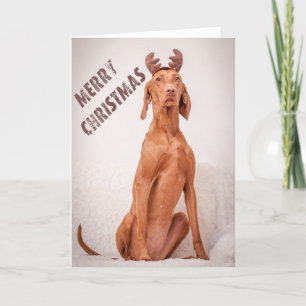 Xmas Card / Christmas Card "Magyar Vizsla"