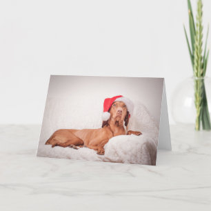 Xmas Card / Christmas Card "Magyar Vizsla"