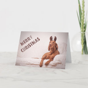 Xmas Card / Christmas Card "Magyar Vizsla"