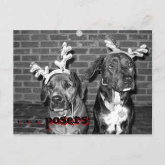 xmas card recrop recontrast, . . . posers, . . ...