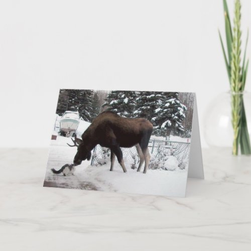 Xmas Cat  Moose Holiday Card