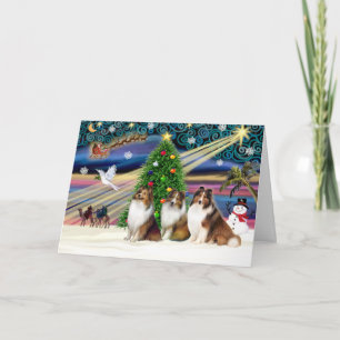 Xmas Magic-3Shelties 3Sable-Wht Holiday Card