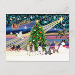 Xmas Magic-Chihuahuas (four countries) Holiday Postcard