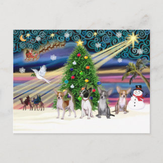 Xmas Magic-Chihuahuas (four) Holiday Postcard