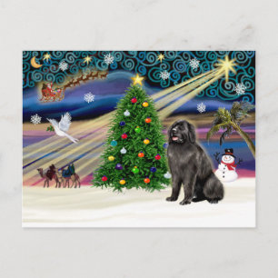 Xmas Magic-Newfie blksit Holiday Postcard