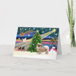 Xmas Magic-Tibetan Spaniel Holiday Card