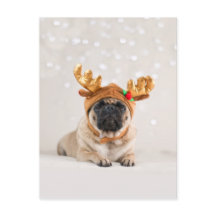 XMas Pug