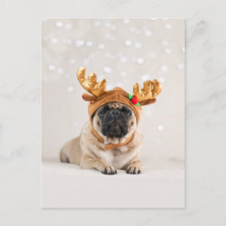 XMas Pug Holiday Postcard