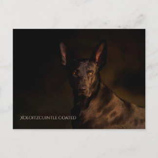 Xoloitzcuintle Postcard