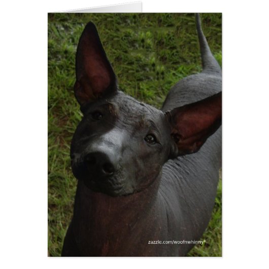 Xoloitzcuintli Cards (Front)