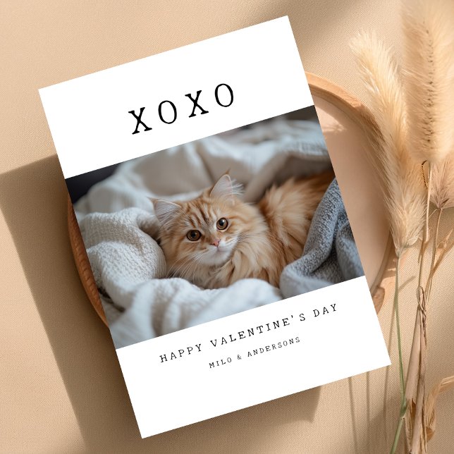 XOXO Simple Retro Cat Kitten Photo Valentines Holiday Card (Creator Uploaded)