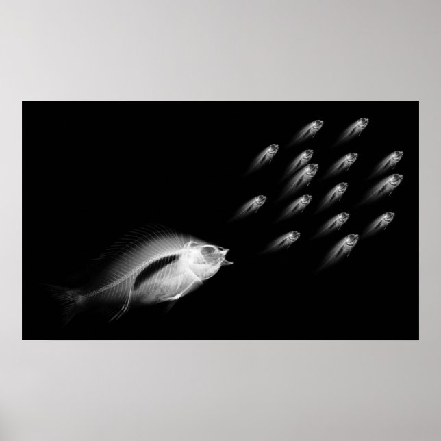 XRAY FISH CHASE BLACK GREY POSTER (Front)