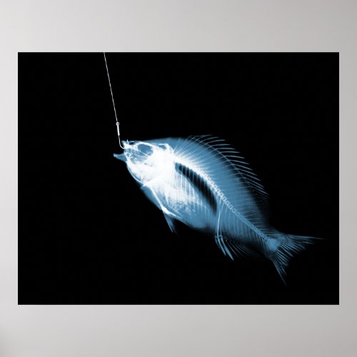 XRAY HOOK FISH BLACK BLUE POSTER