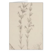 XVII Hedeoma hyssopieolia (Front)