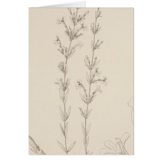 XVII Hedeoma hyssopieolia (Front)