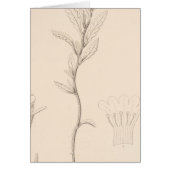 XVIII Nama rothrockii (Front)