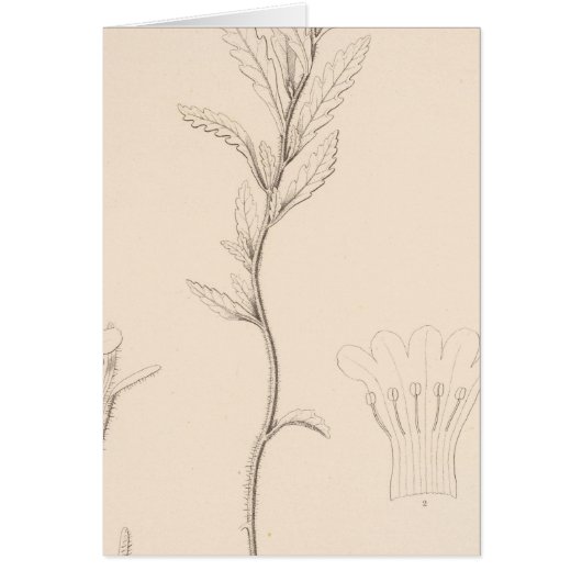 XVIII Nama rothrockii (Front)