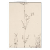 XXI Halenia rothrockii (Front)