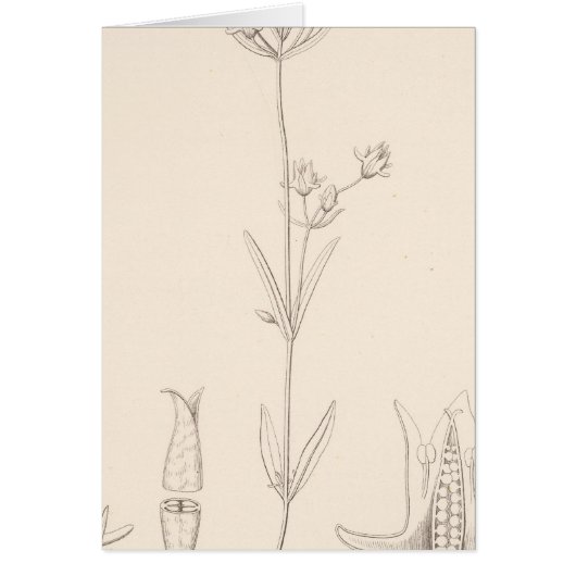 XXI Halenia rothrockii (Front)