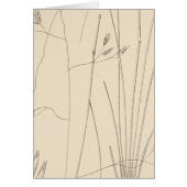 XXIX Festuca thurberi (Front)