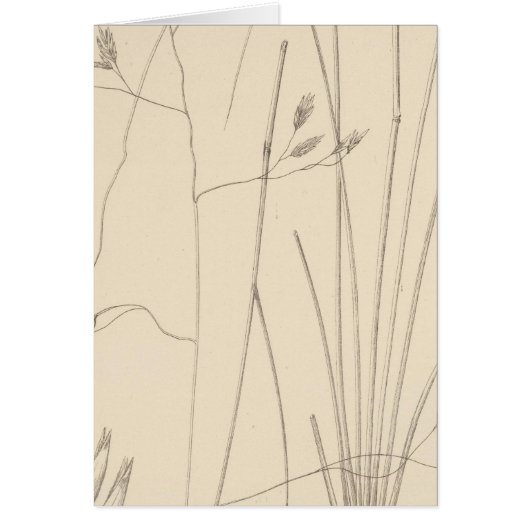 XXIX Festuca thurberi (Front)