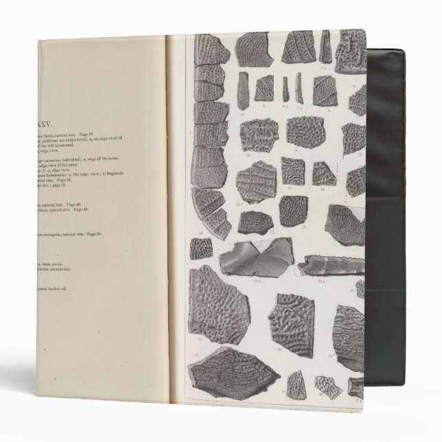 XXV Plastomenus, Trionyx Binder (Front/Inside)