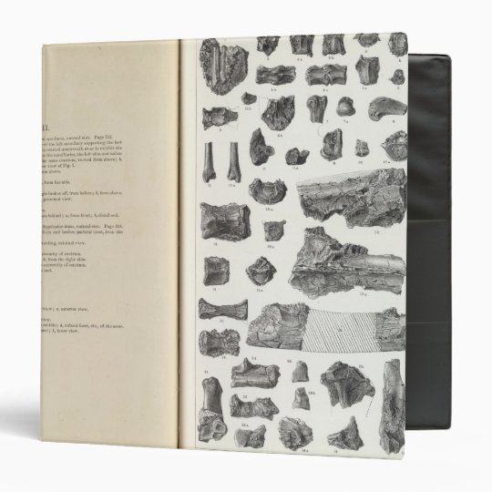 XXXVIII Stypolophus Binder