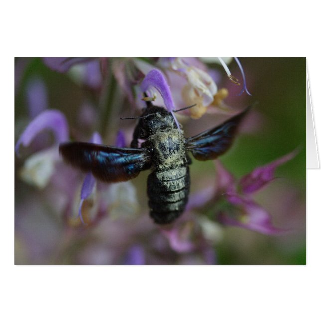 Xylocopa iris (Front Horizontal)