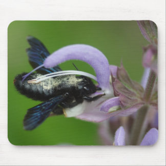 Xylocopa iris mouse pad