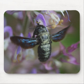 Xylocopa iris mouse pad