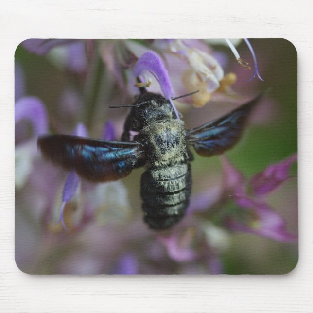 Xylocopa iris mouse pad (Front)