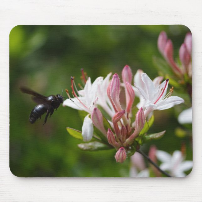 Xylocopa violacea mouse pad (Front)