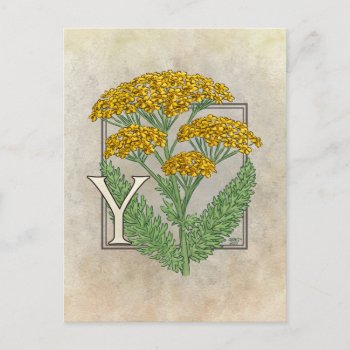 Y For Yarrow Flower Alphabet Postcard by critterwings at Zazzle
