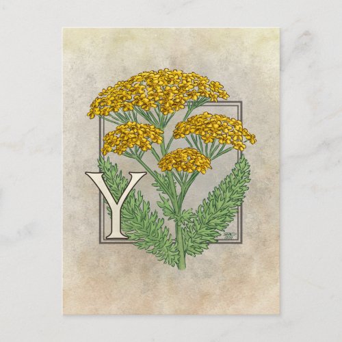 Y for Yarrow Flower Alphabet Postcard