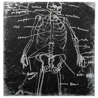 yaie tokyo human skeleton anatomy