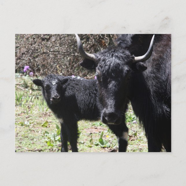 yak and calf postcard (Front)