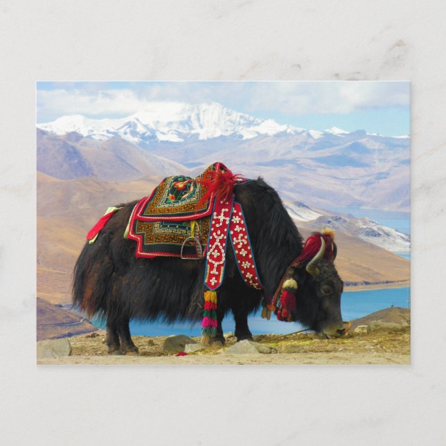 Yak Bos Grunniens near Yamdrok lake Tibet Postcard (Front)