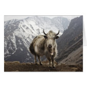 Yak in Nepal (Front Horizontal)