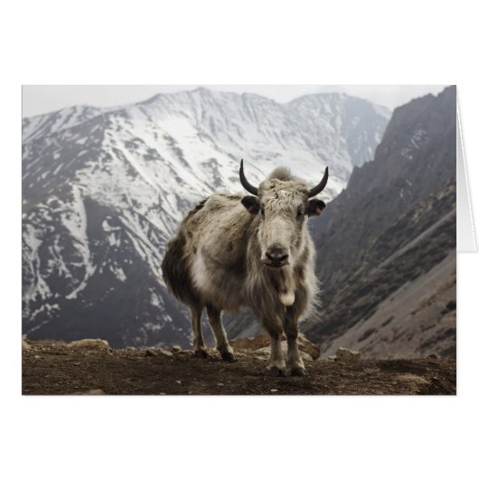 Yak in Nepal Cards (Front Horizontal)