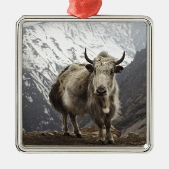 Yak In Nepal Metal Ornament by geila898 at Zazzle