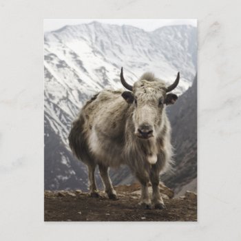 Yak In Nepal Postcard by geila898 at Zazzle