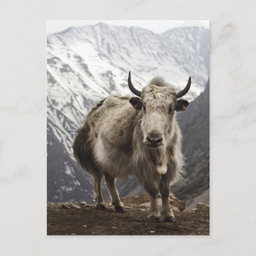 Yak in Nepal Postcard