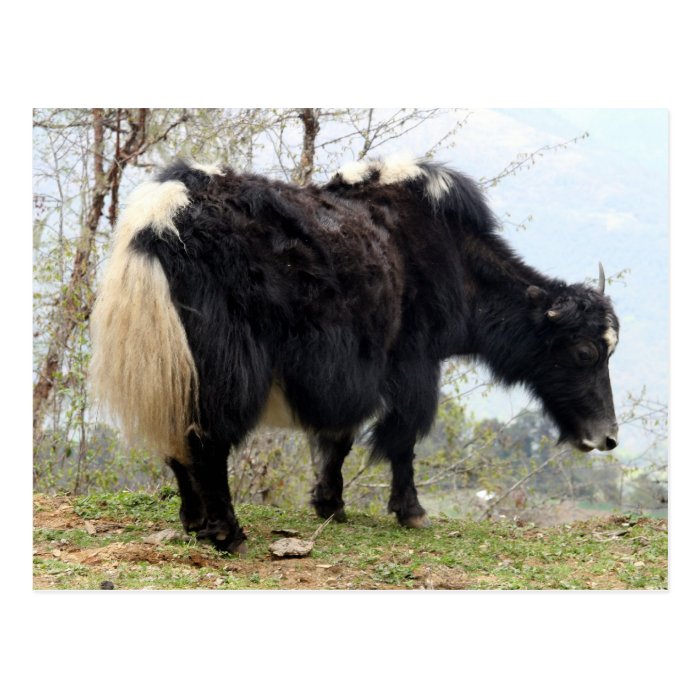 yak postcard