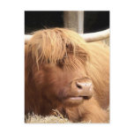 Yak Postcard