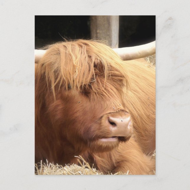 Yak Postcard (Front)