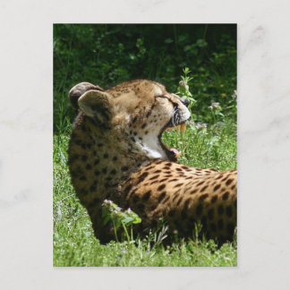 yakety yak postcard