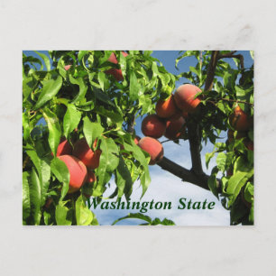 Yakima Valley Peaches, Washington State. Postcard