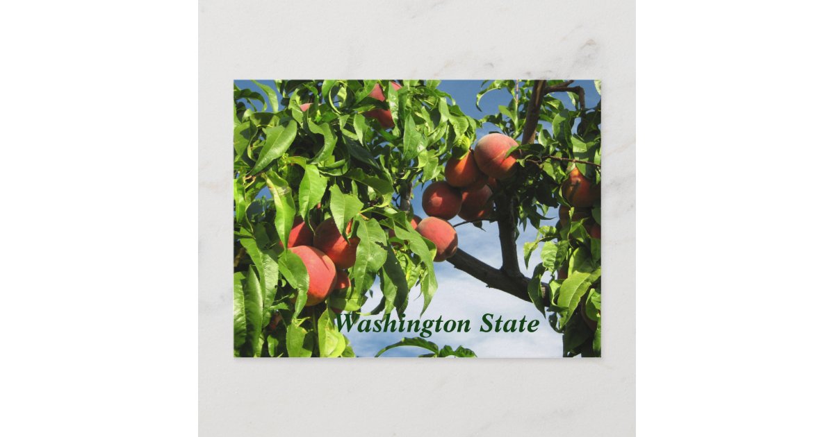 Yakima Valley Peaches, Washington State. Postcard Zazzle